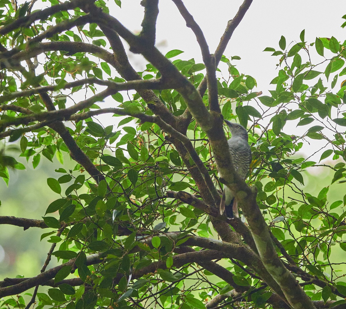 Bar-bellied Cuckooshrike - ML640599105