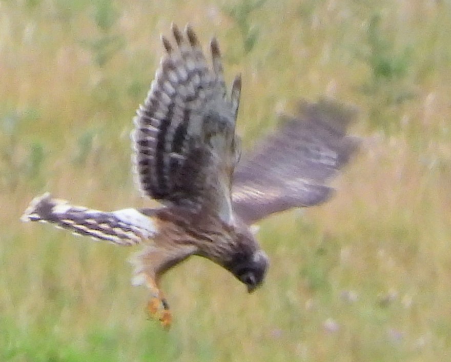 Hen Harrier - ML640599112