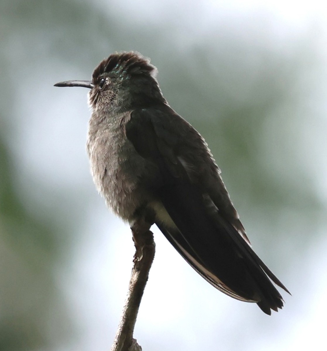 Colibri vert et gris - ML640599115