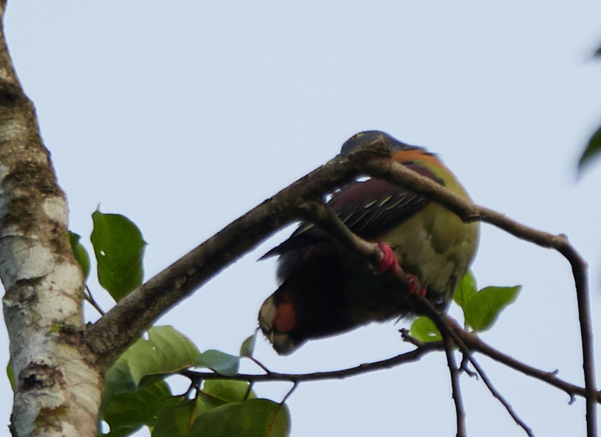 Little Green-Pigeon - ML640599122