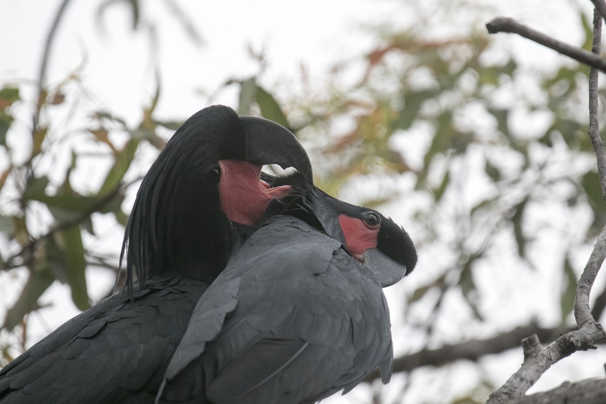 Cacatúa Enlutada - ML640599127