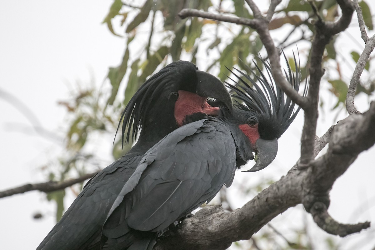 Cacatúa Enlutada - ML640599128