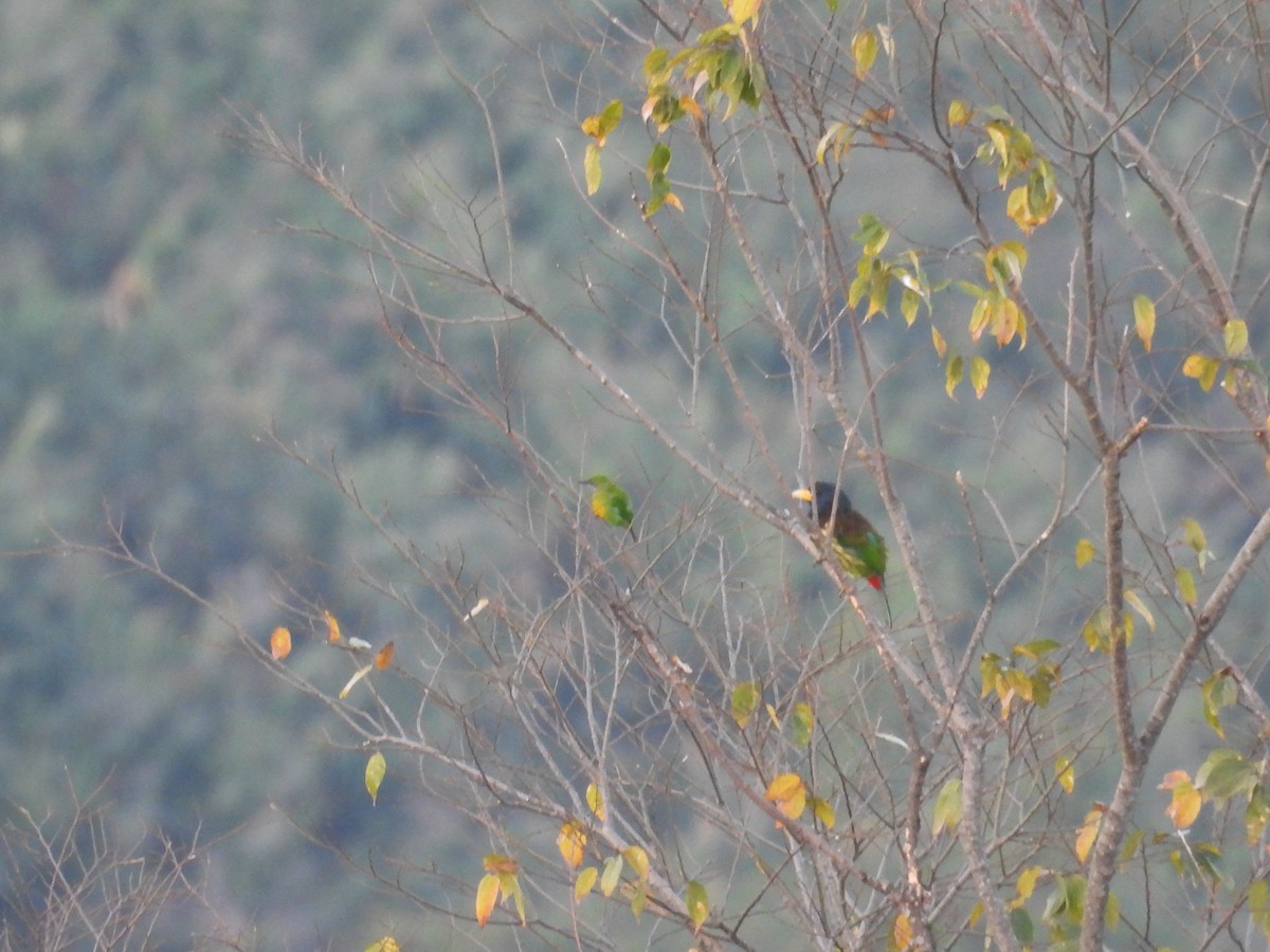 Great Barbet - ML640599133