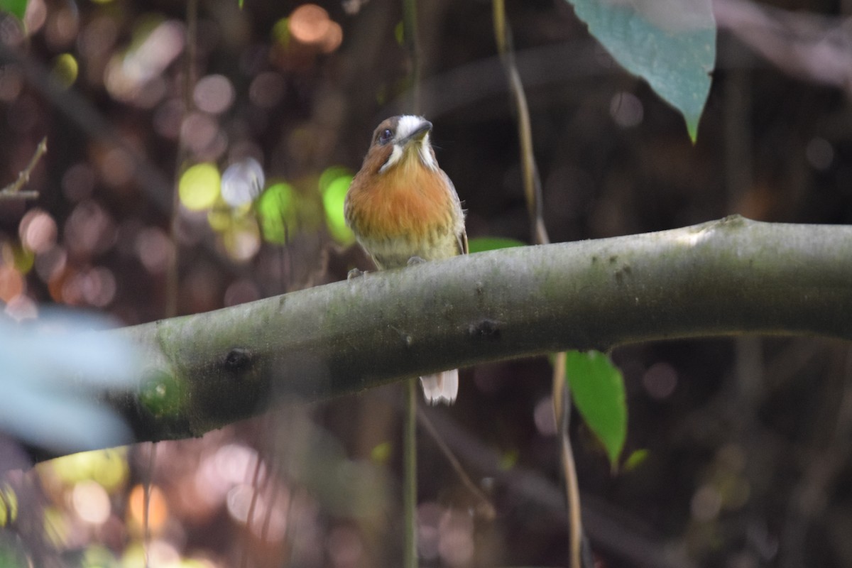 Moustached Puffbird - ML640599187