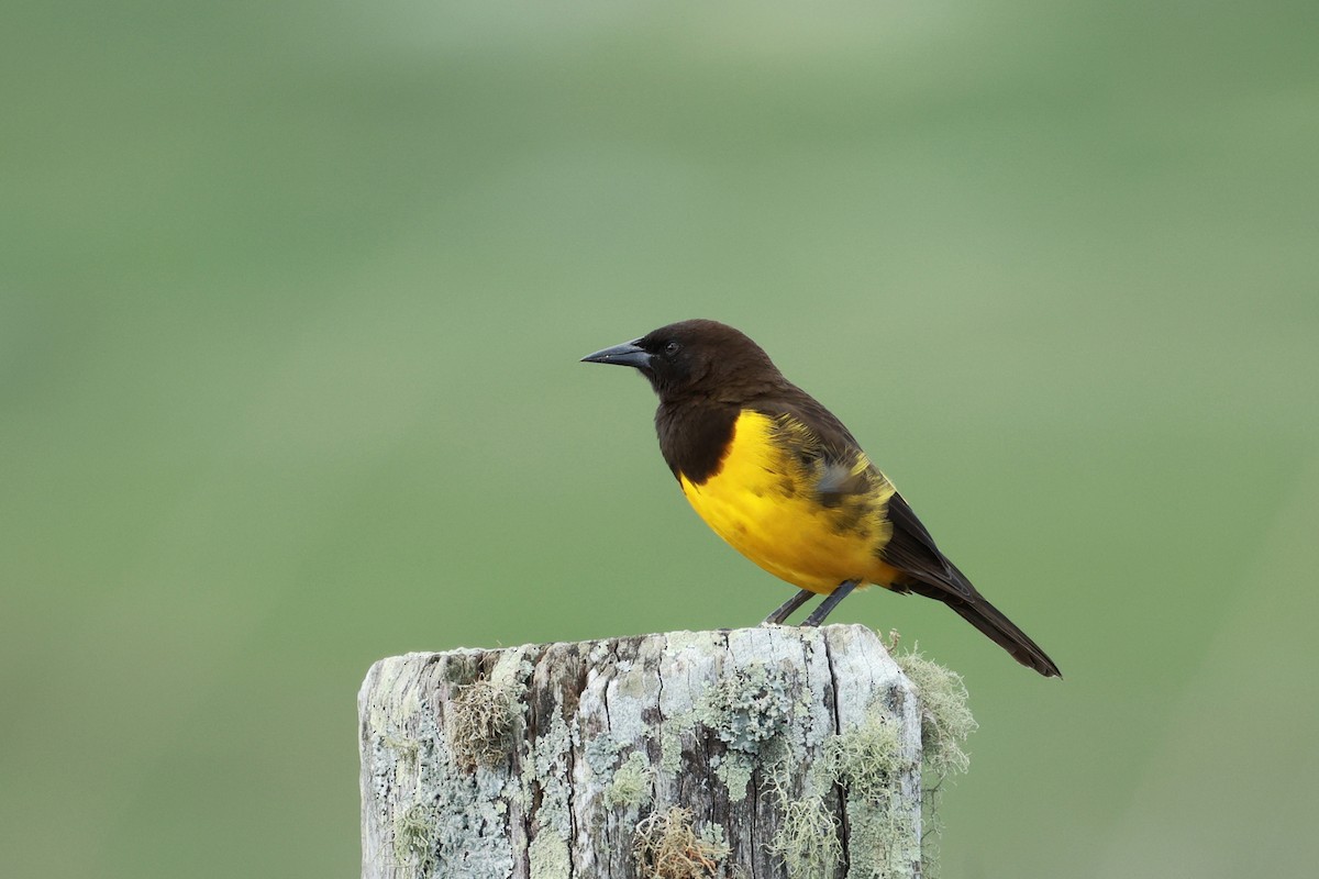 Yellow-rumped Marshbird - ML640599189