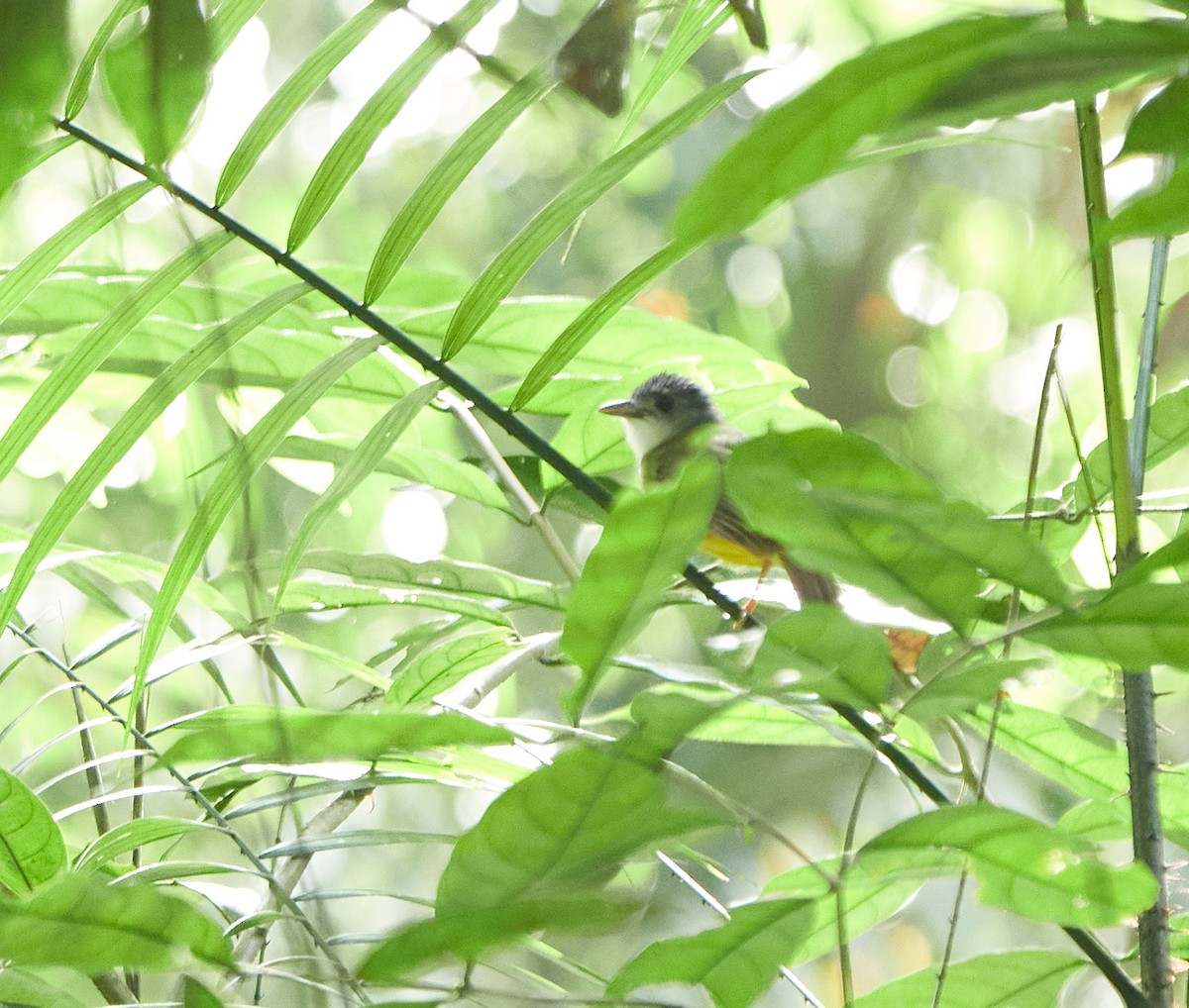 Yellow-bellied Bulbul - ML640599270