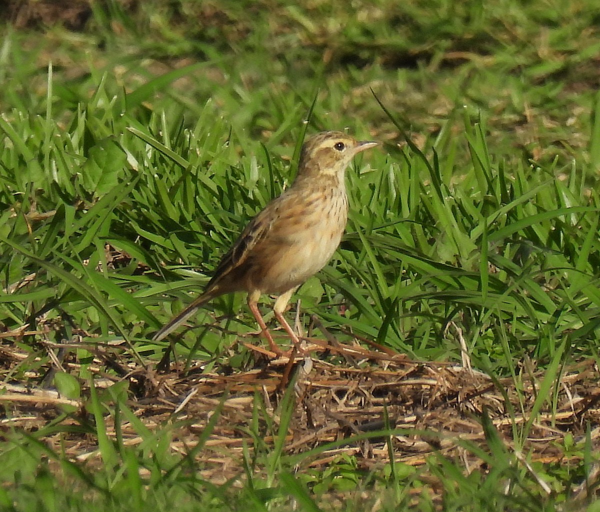 Australian Pipit - ML640599326