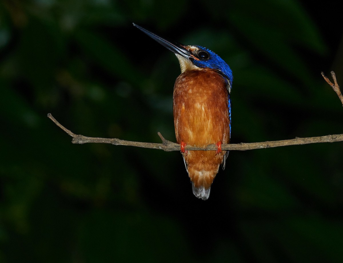 Blue-eared Kingfisher - ML640599344
