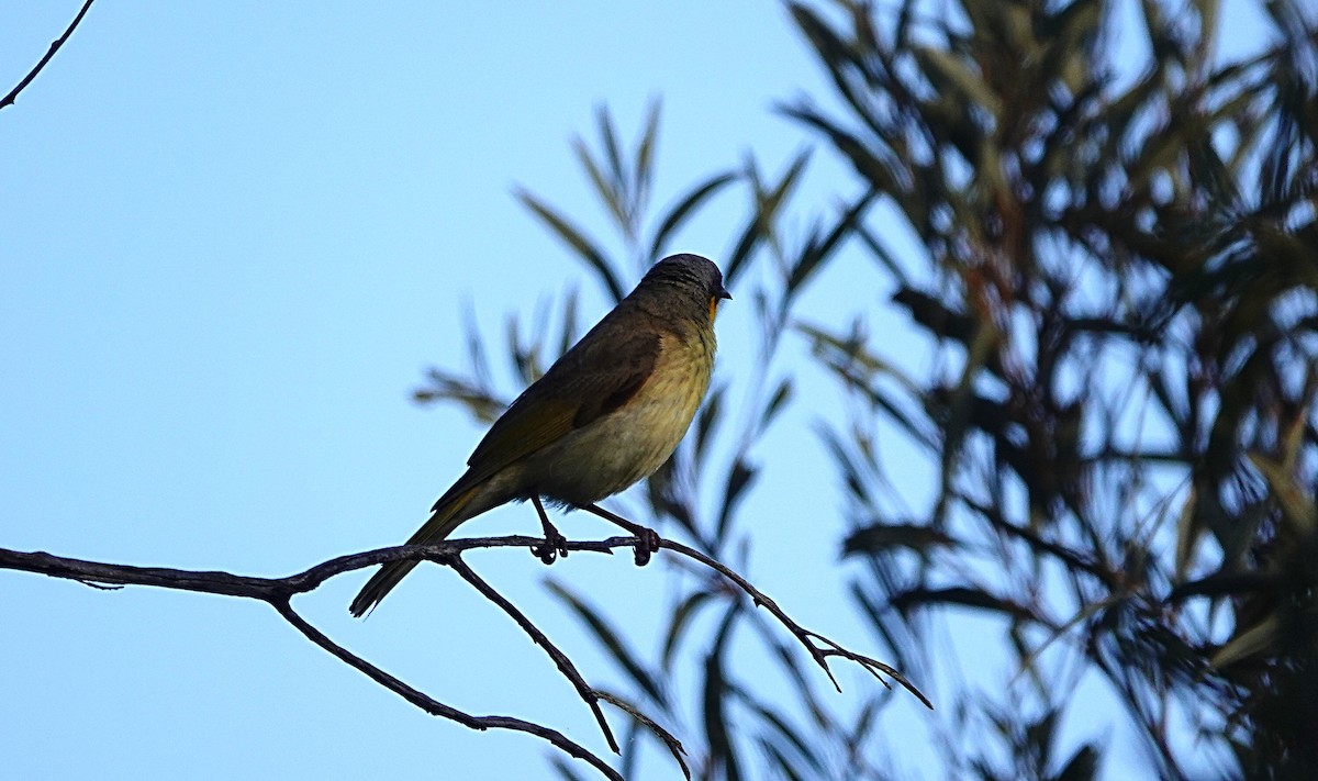 Gray-headed Honeyeater - ML640599357