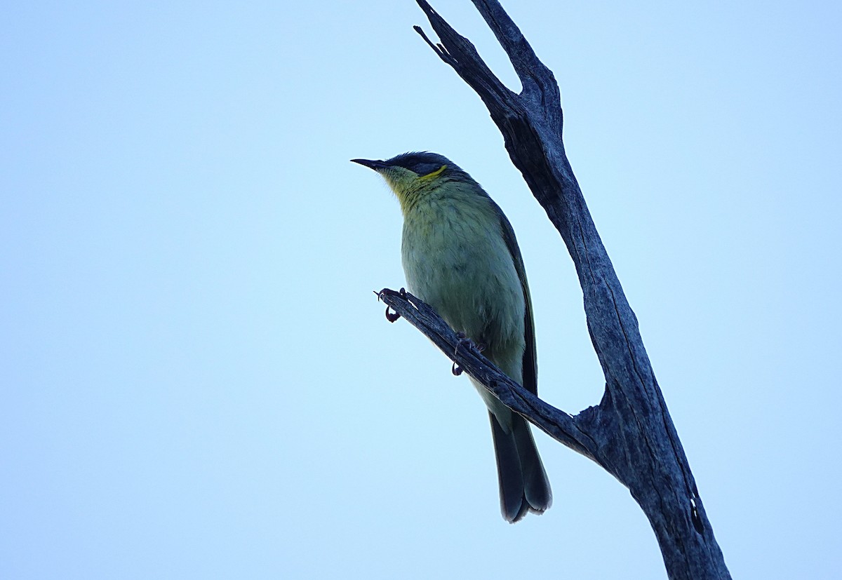 Gray-headed Honeyeater - ML640599359