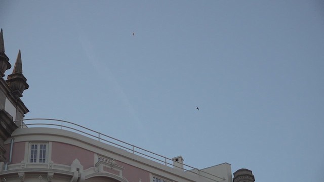 Plain Swift - ML640599361