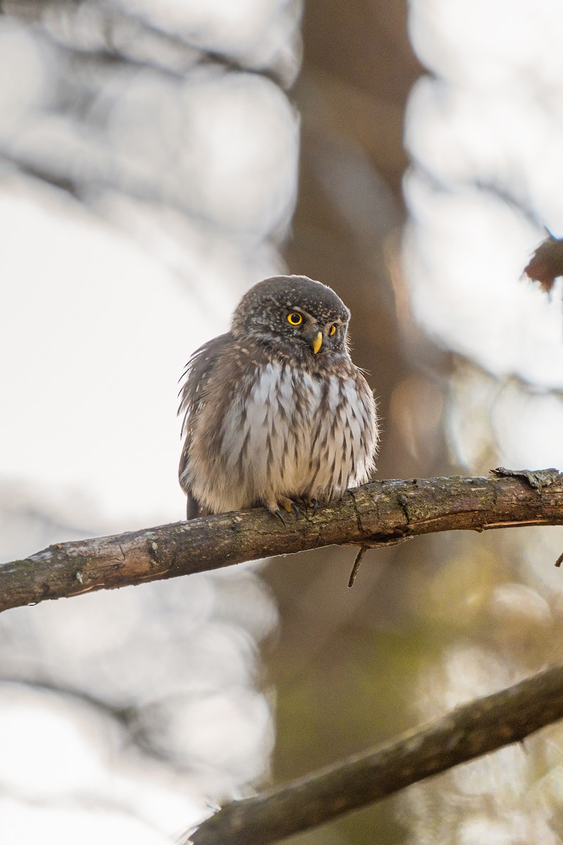 Eurasian Pygmy-Owl - ML640599386