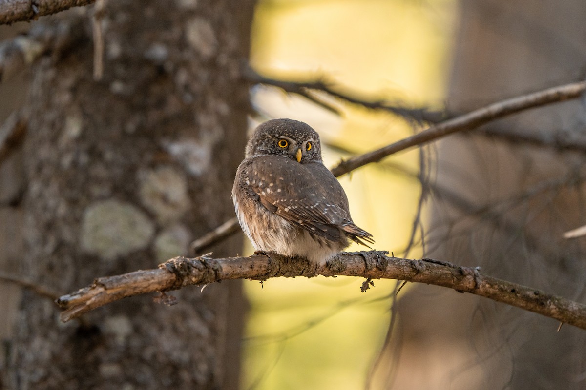 Eurasian Pygmy-Owl - ML640599387