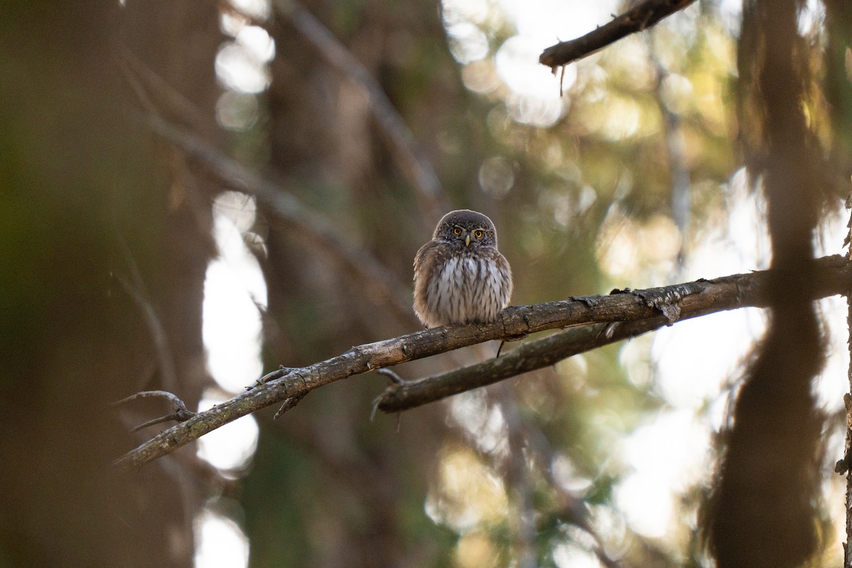 Eurasian Pygmy-Owl - ML640599388