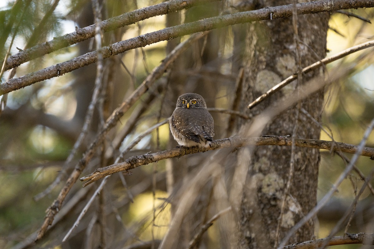 Eurasian Pygmy-Owl - ML640599389