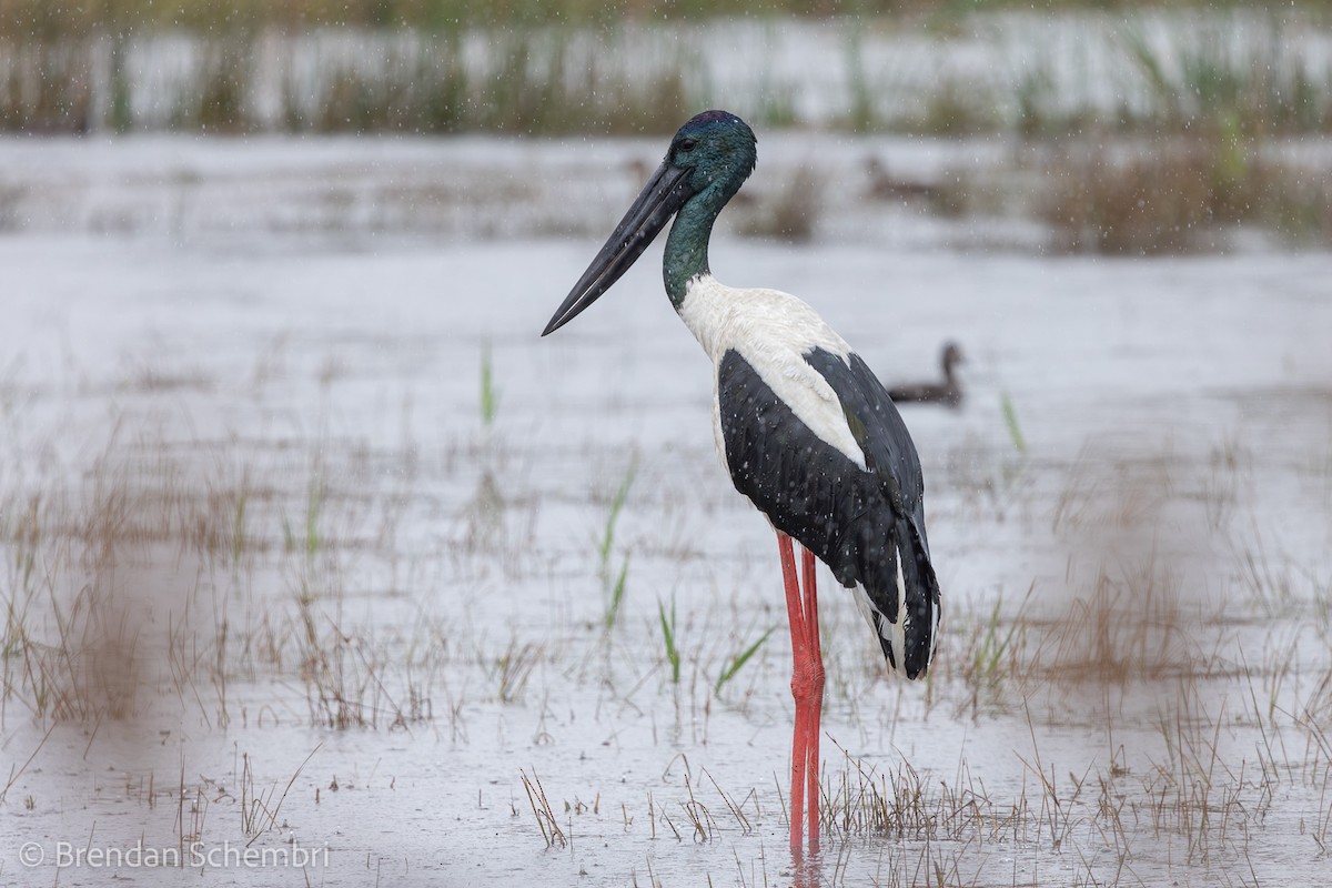 Jabiru d'Asie - ML640599396