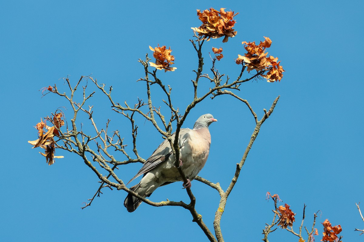 Common Wood-Pigeon - ML640599402
