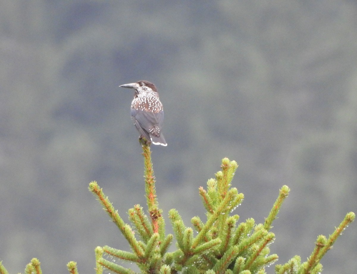 Northern Nutcracker - ML640599461