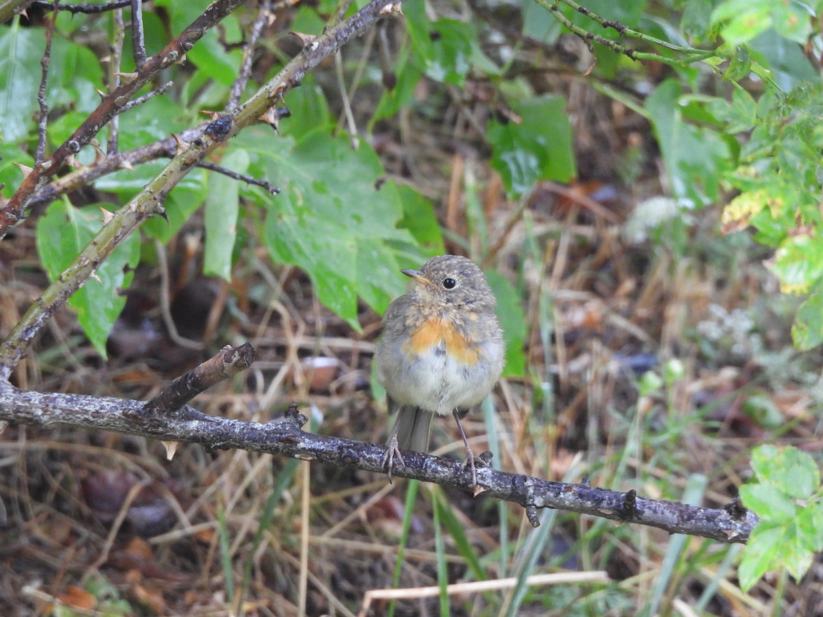 European Robin - ML640599467