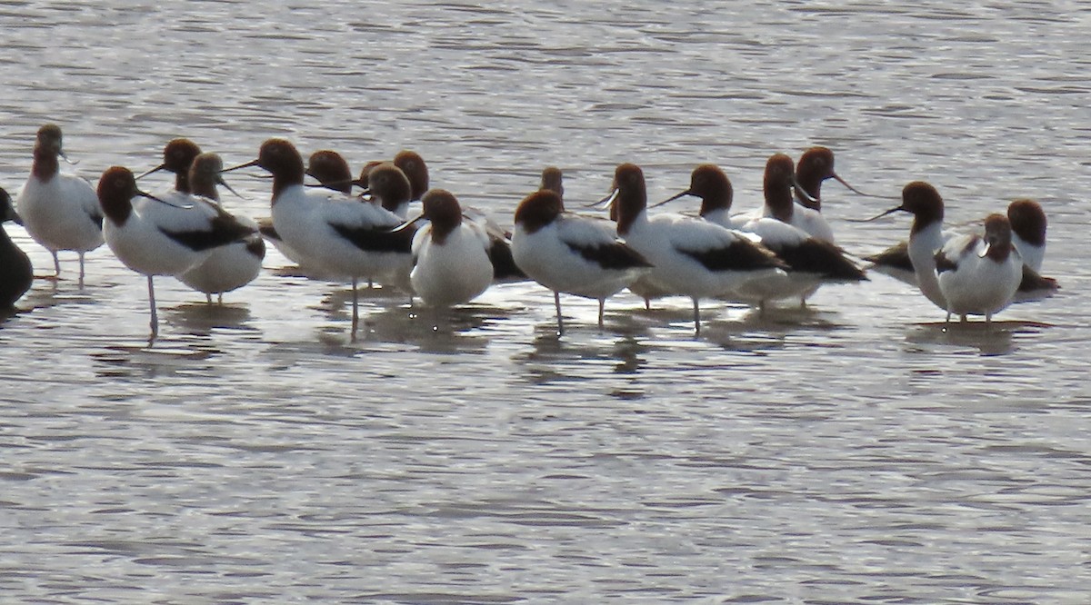 Avocette d'Australie - ML640599481