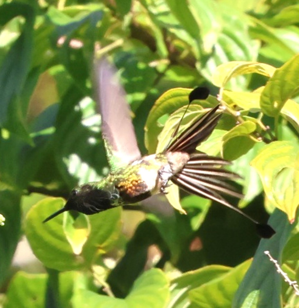 Racket-tipped Thorntail - ML640599509