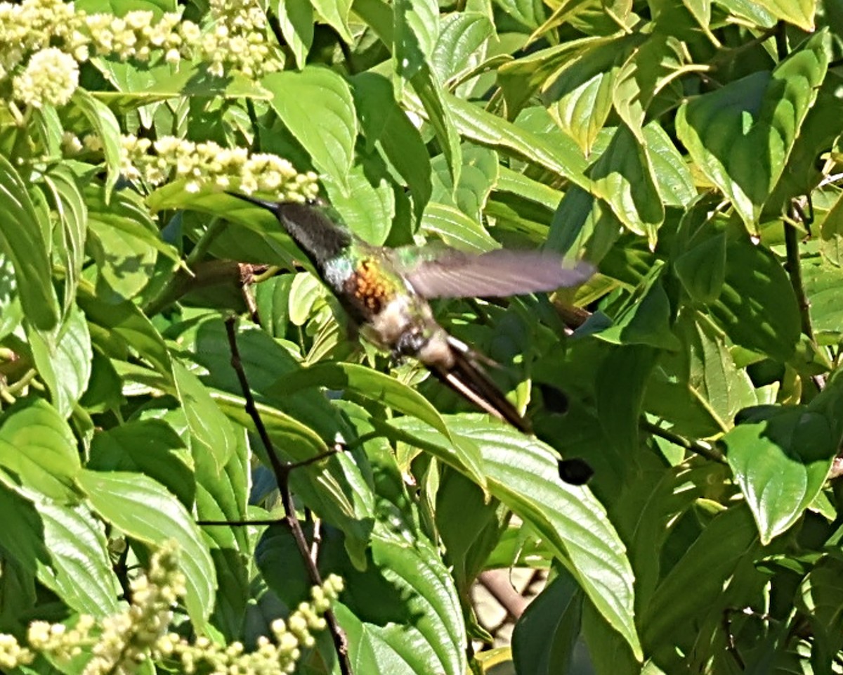 Racket-tipped Thorntail - ML640599510