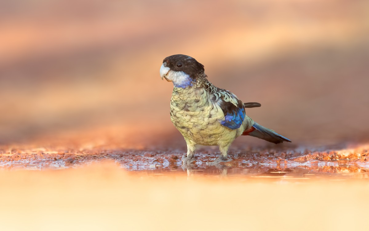 Northern Rosella - ML640599531