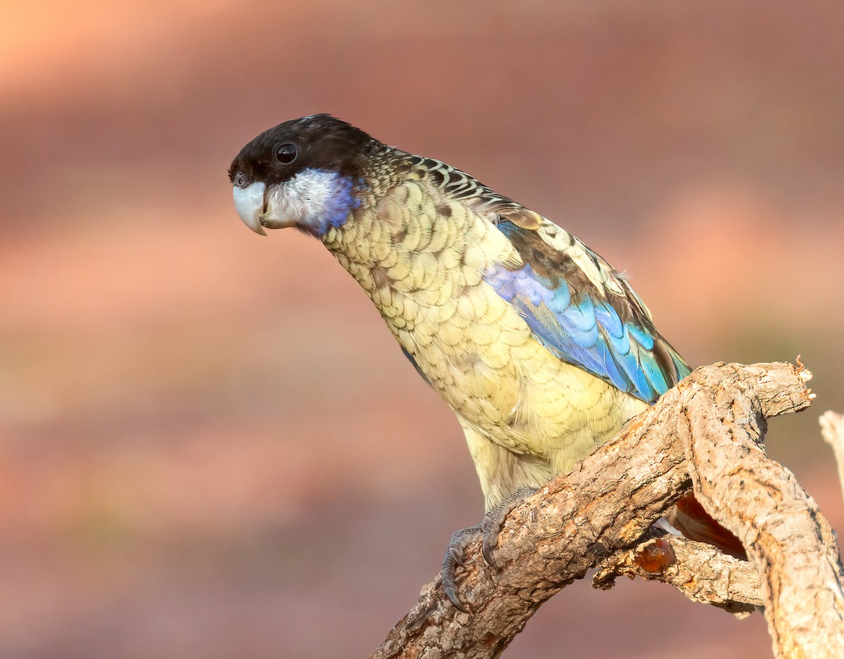 Northern Rosella - ML640599532