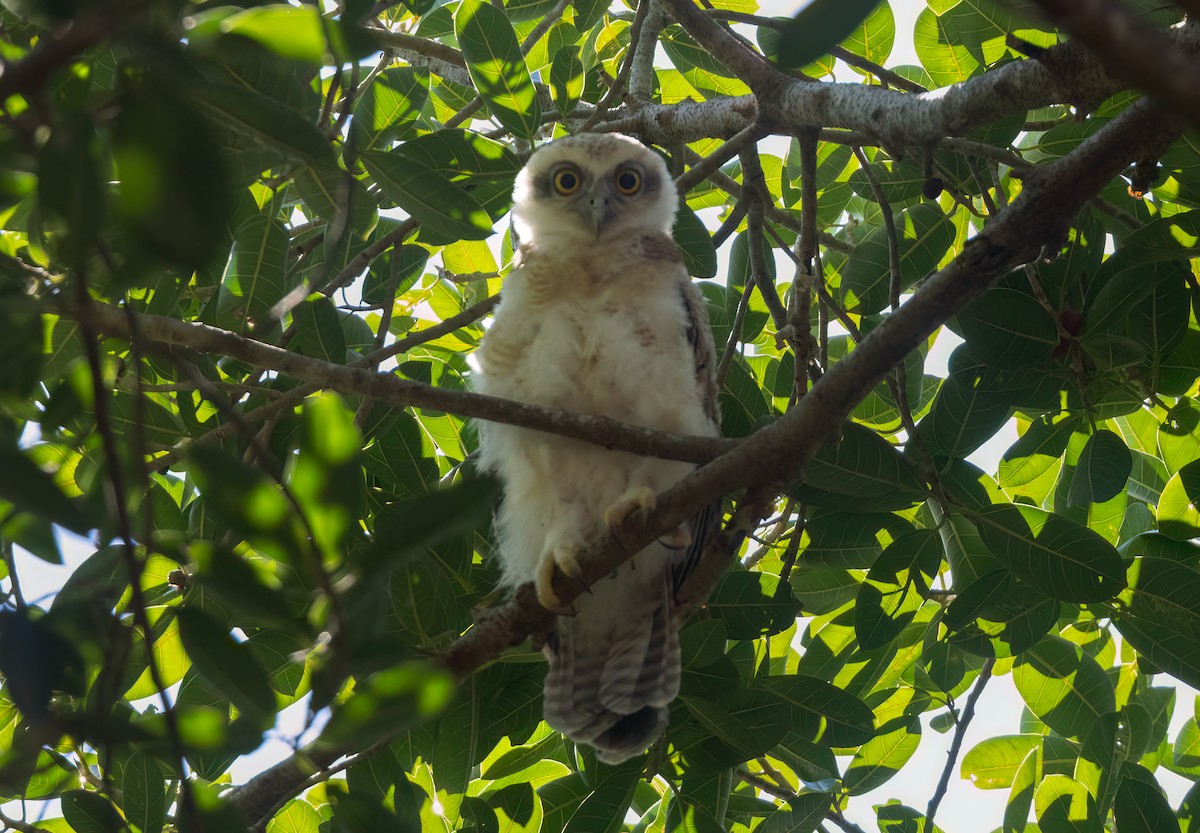 Rufous Owl - ML640599545