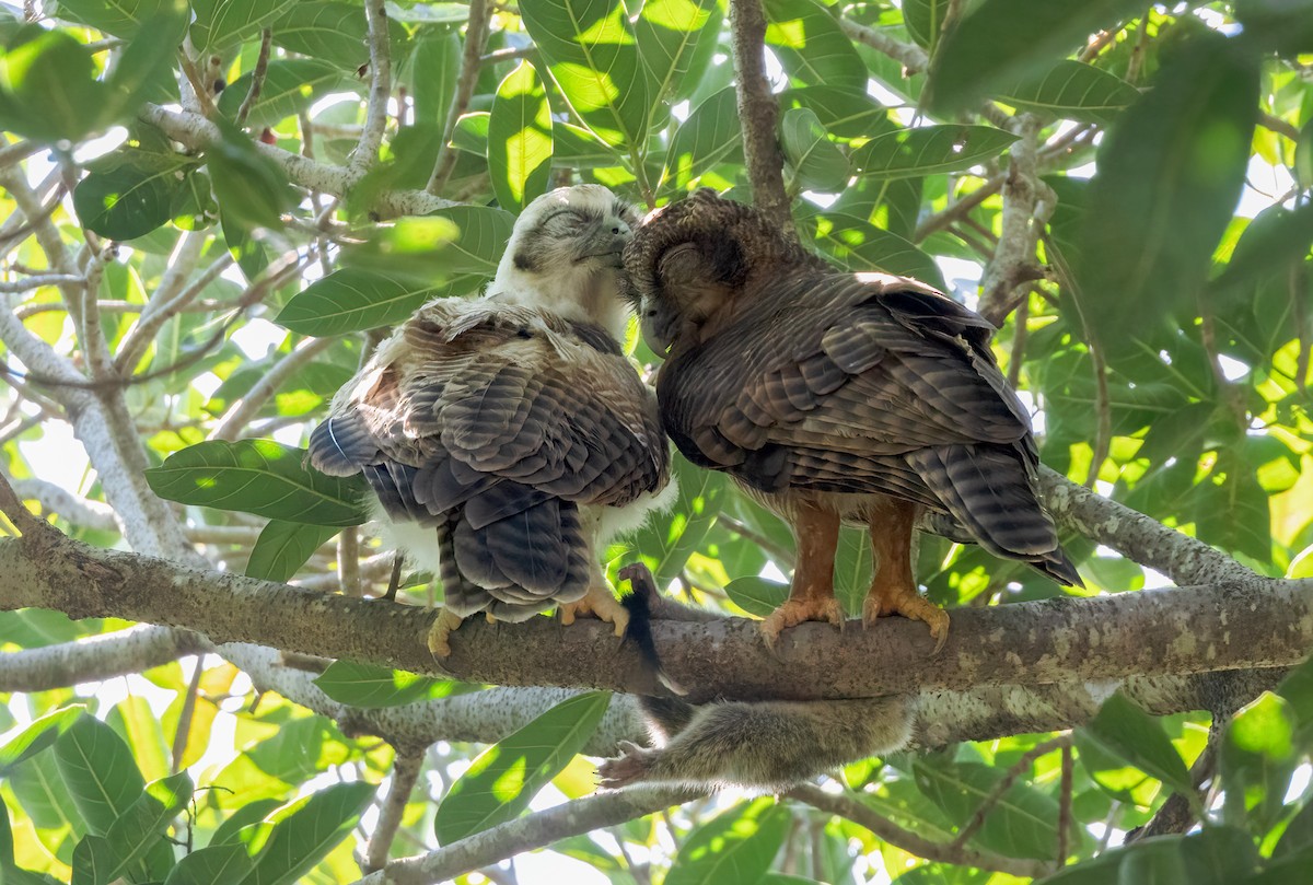 Rufous Owl - ML640599546