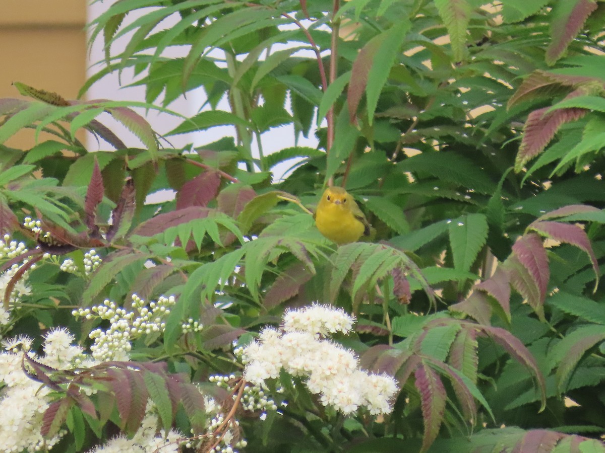 Wilson's Warbler - ML640599592