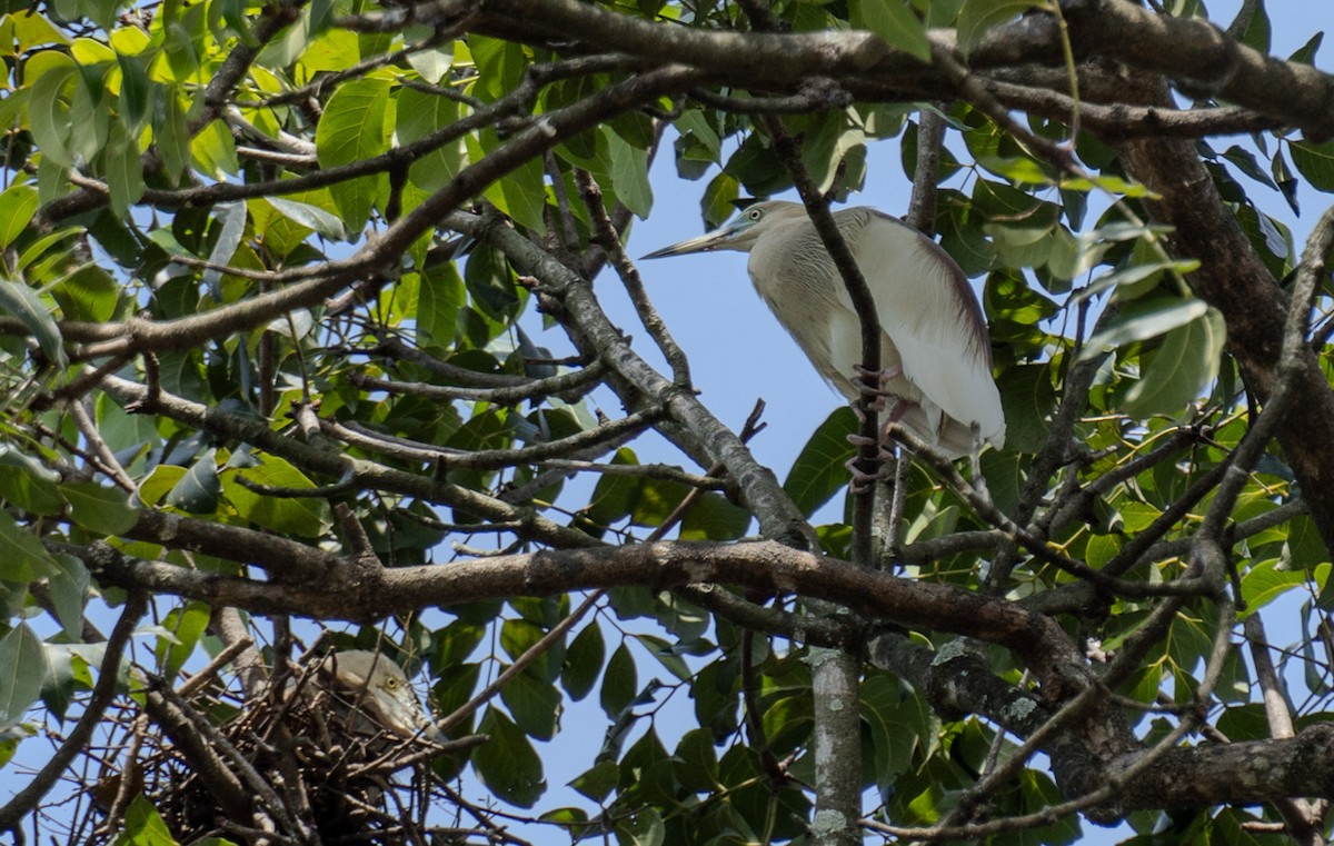 Indian Pond-Heron - ML640599597