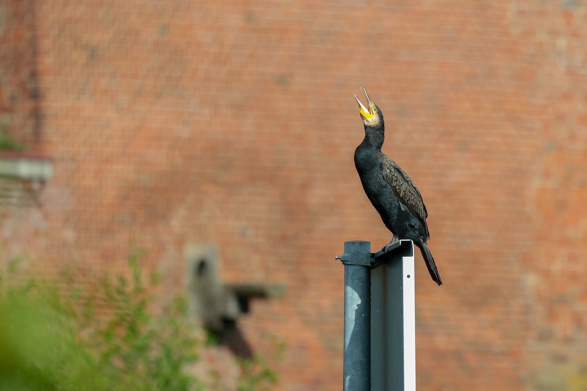 Great Cormorant - ML640599625