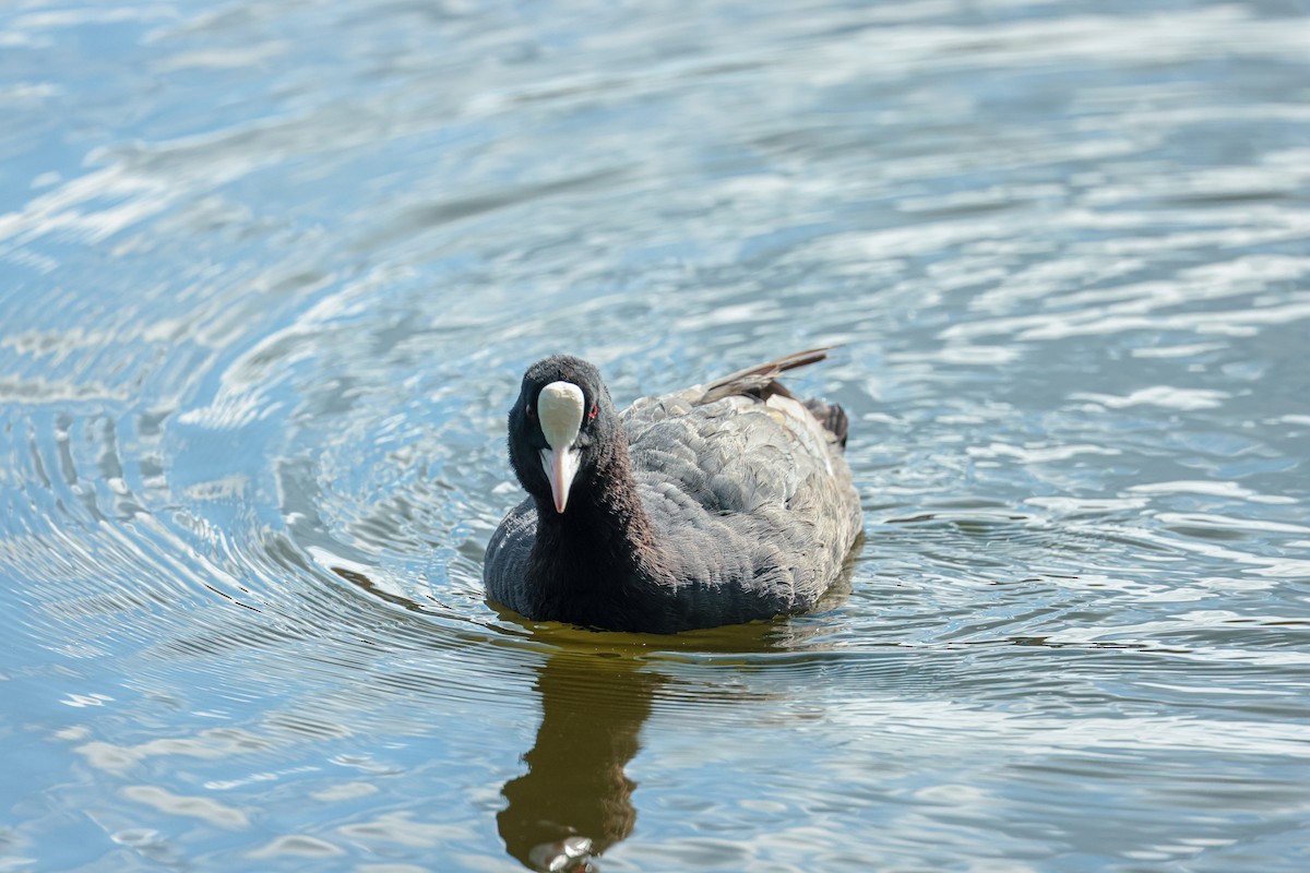 Eurasian Coot - ML640599626