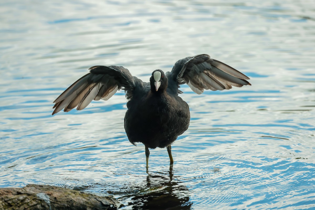 Eurasian Coot - ML640599627