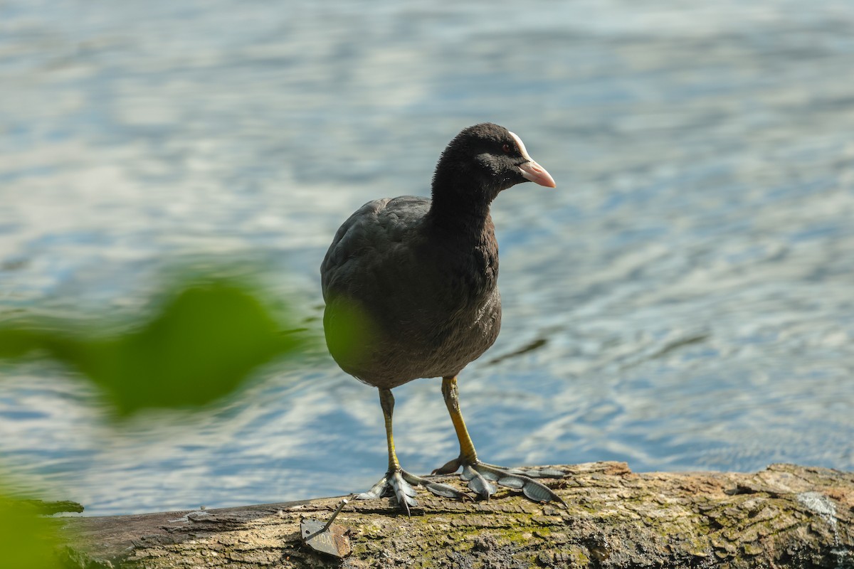 Eurasian Coot - ML640599628