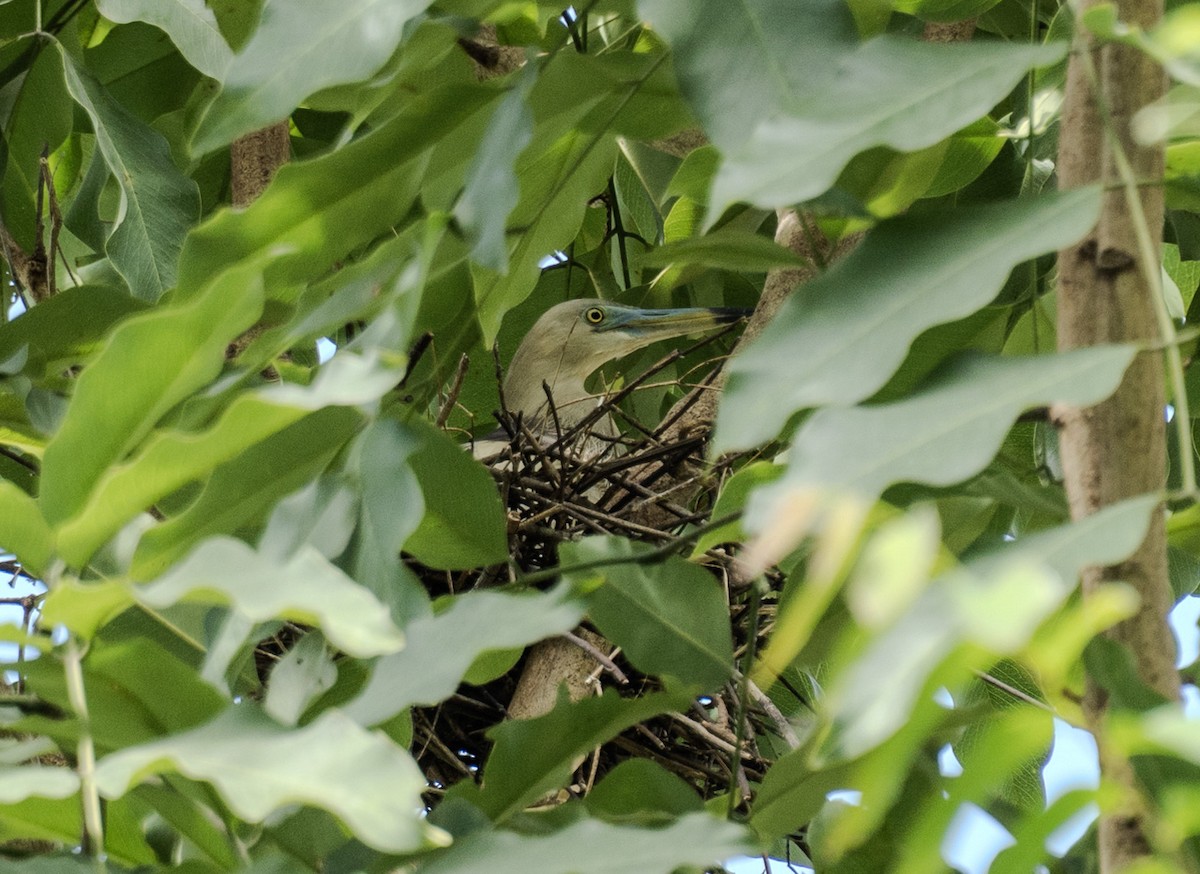 Indian Pond-Heron - ML640599629