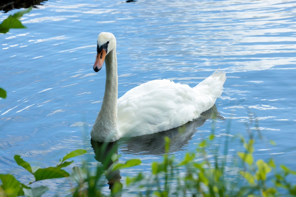 Mute Swan - ML640599630