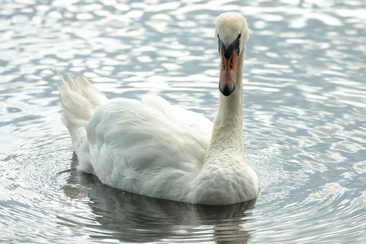 Mute Swan - ML640599631
