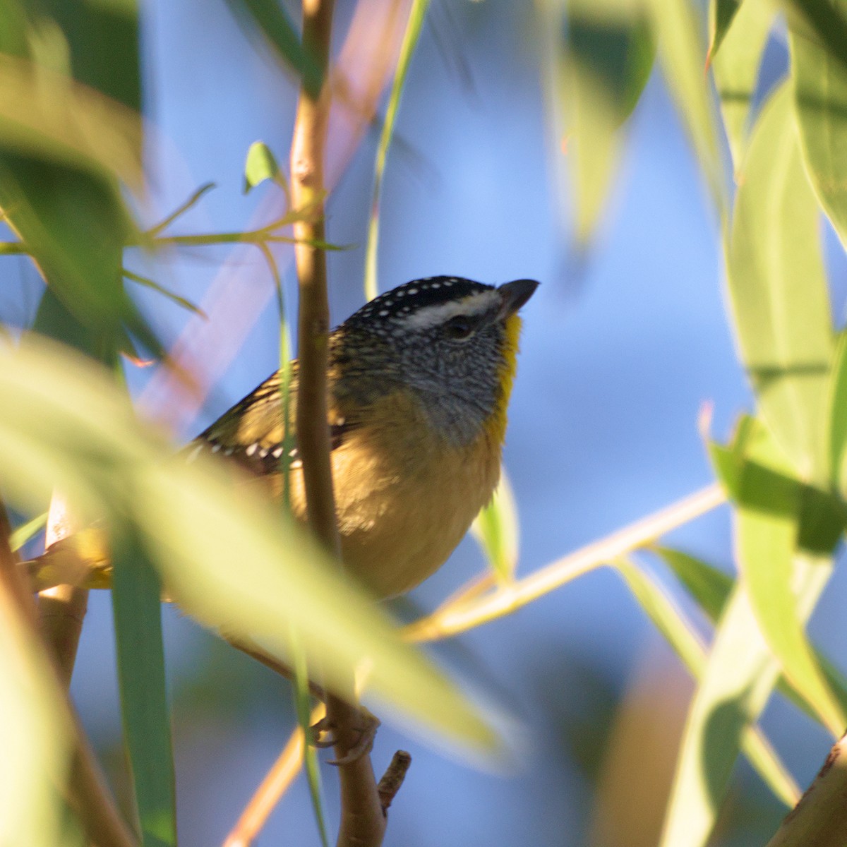 Spotted Pardalote - ML640599634