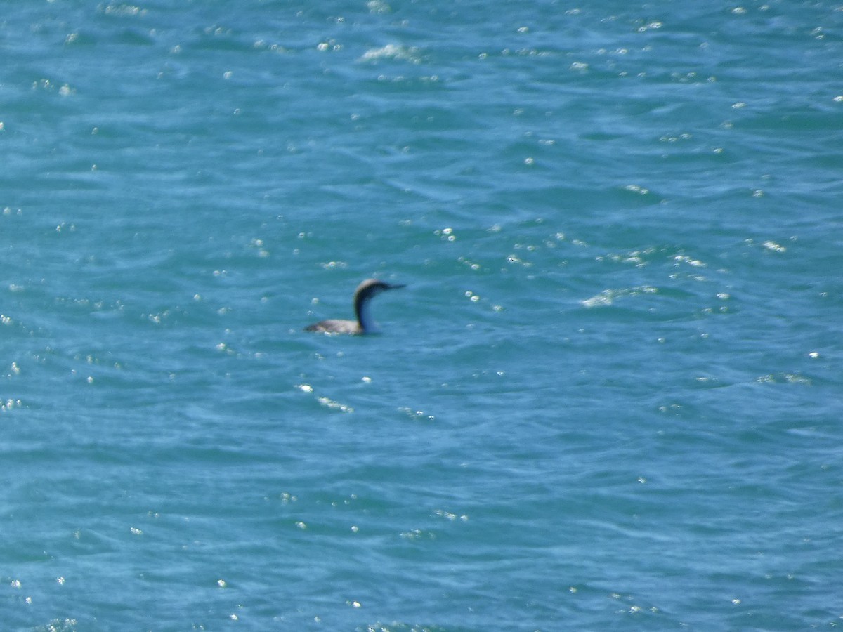 Pacific Loon - ML640599733