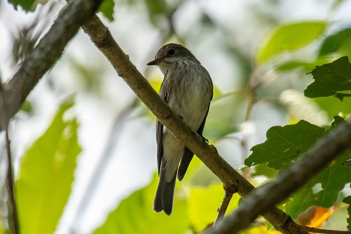 Spotted Flycatcher - ML640599756