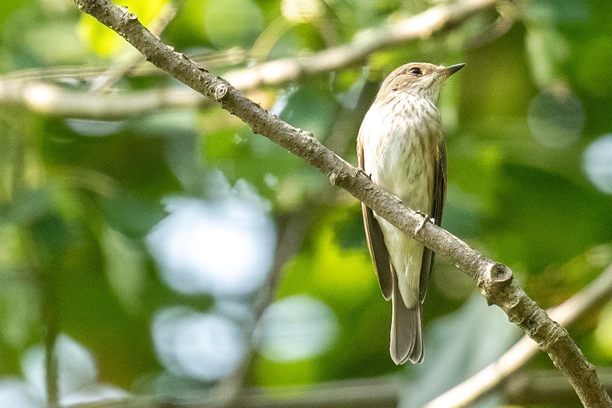 Spotted Flycatcher - ML640599757