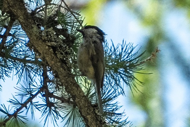Coal Tit - ML640599784