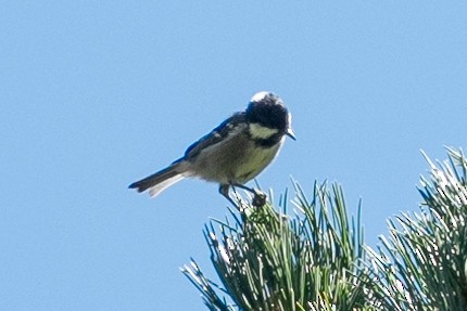 Coal Tit - ML640599785