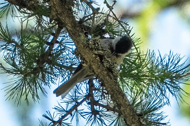 Coal Tit - ML640599786