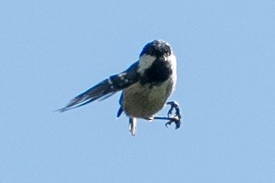 Coal Tit - ML640599787