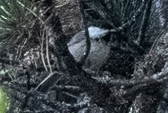 Willow Tit - ML640599791