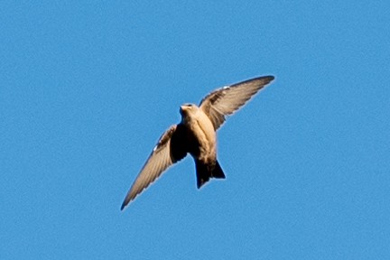 Eurasian Crag-Martin - ML640599800