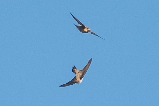 Eurasian Crag-Martin - ML640599801